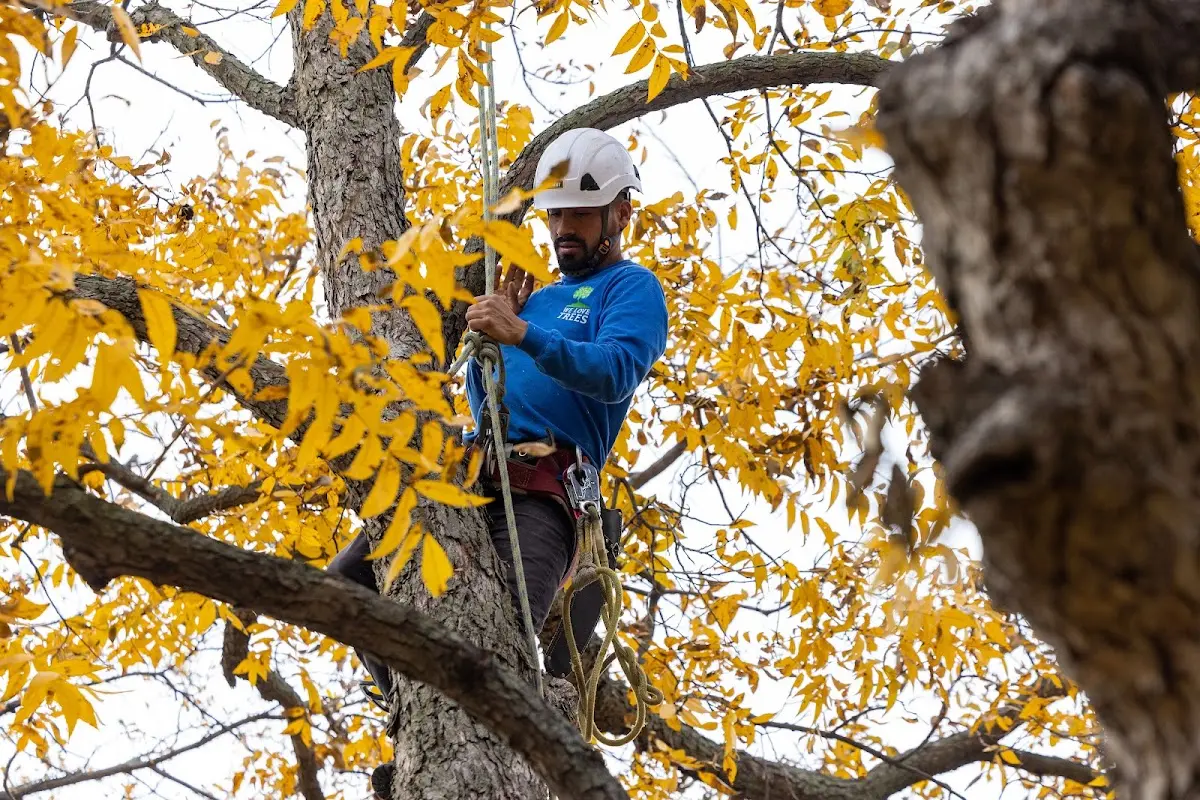 Skilled Tree Trimming crew working in Pollock
